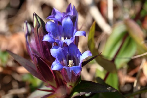 gentian
