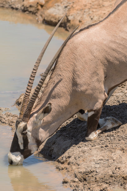 gemsbok