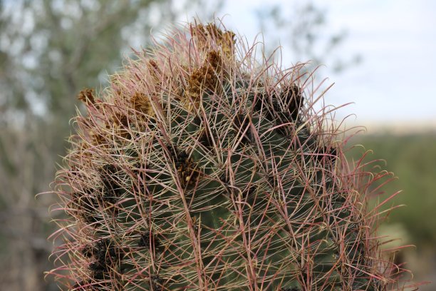 cholla