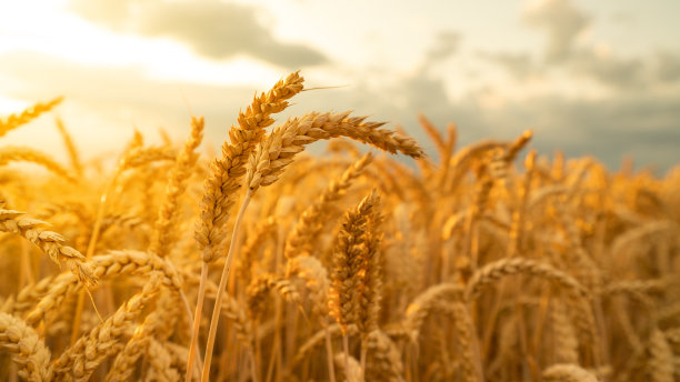 triticum