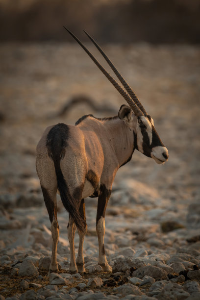 gemsbok