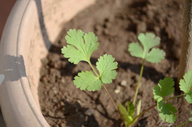 cilantro