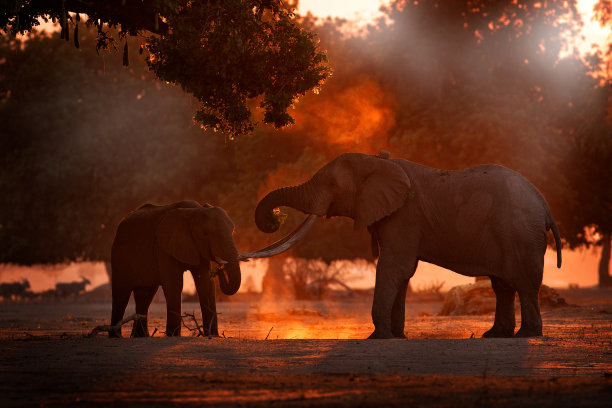 elephant