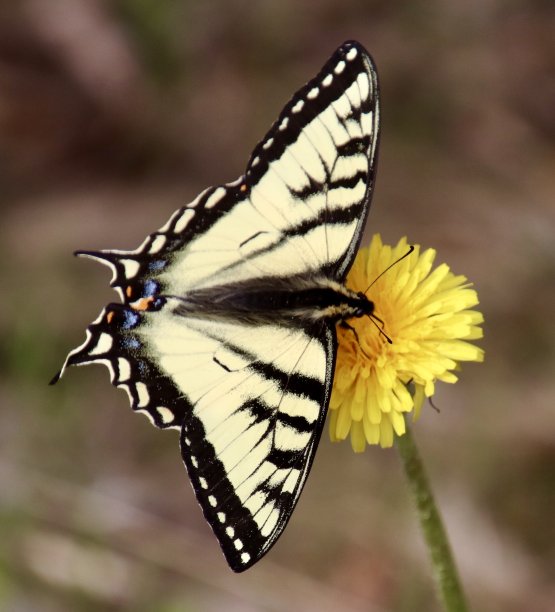 danaus