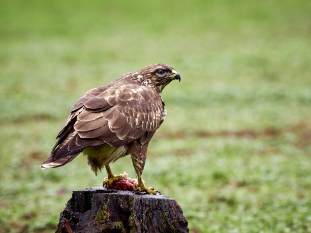 buzzard