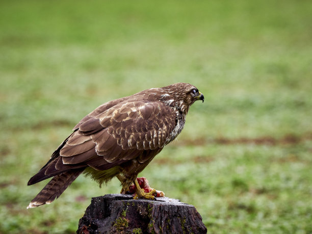 buzzard