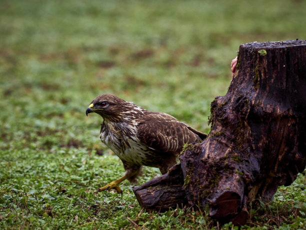 buzzard