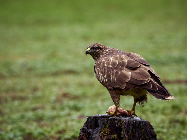 buzzard