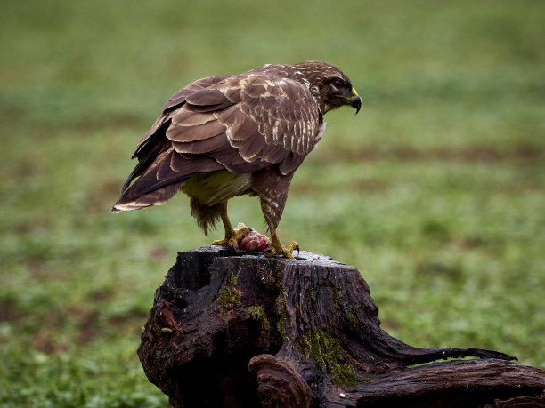 buzzard