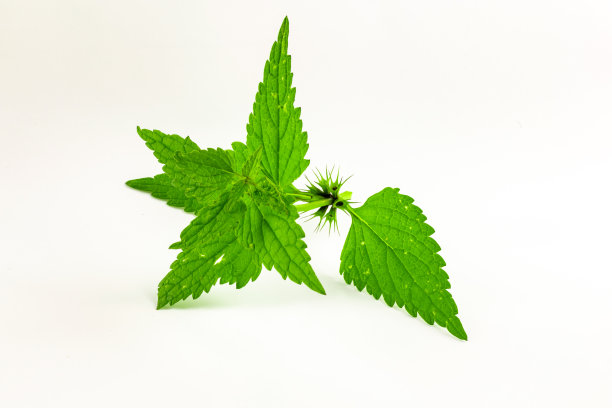 nettles