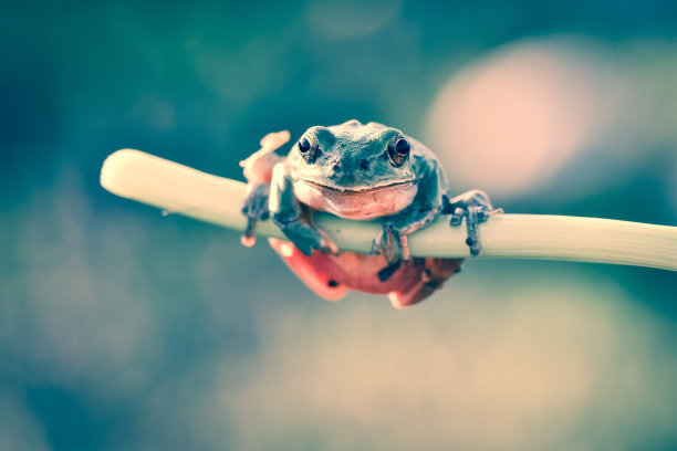dendrobates