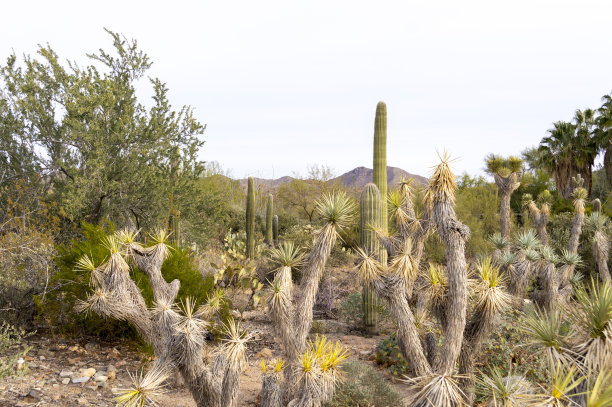 ocotillo