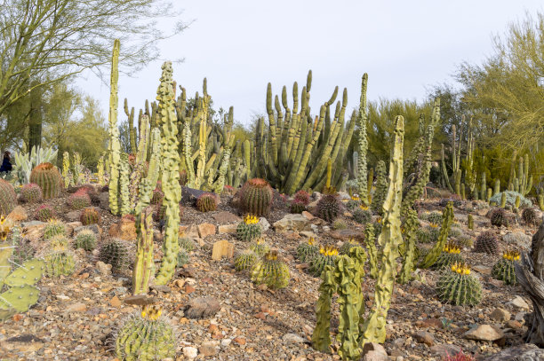 ocotillo