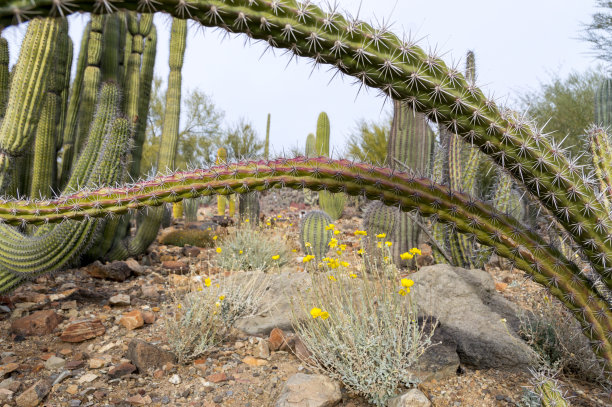 ocotillo