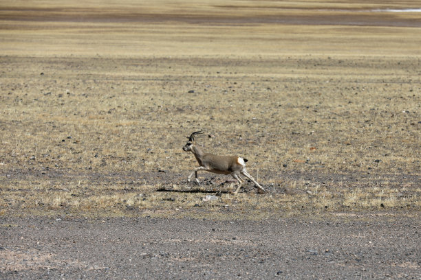 antelope