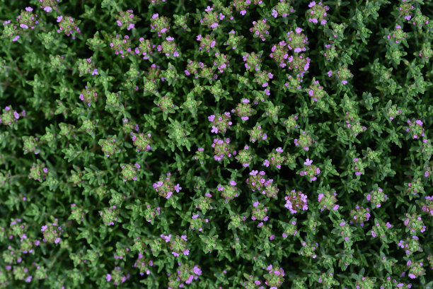 oregano