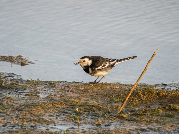 wagtail