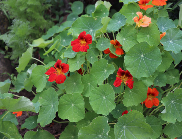 nasturtium