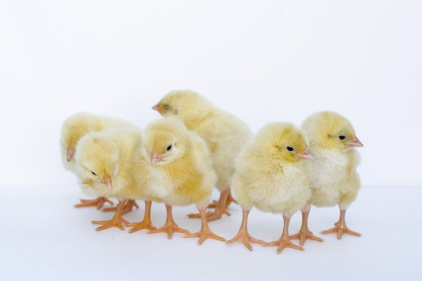 chick