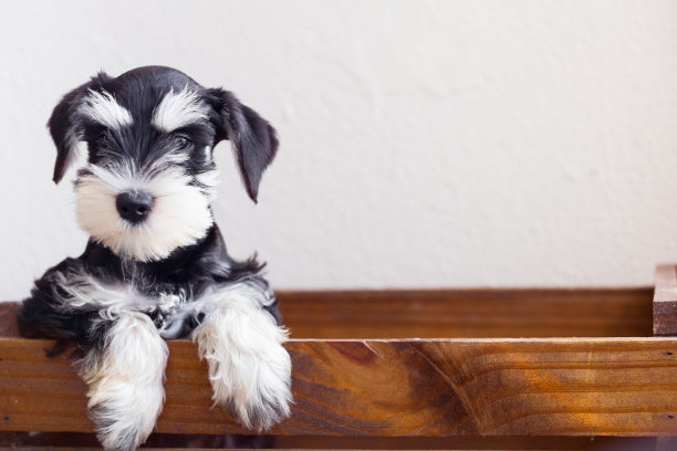 schnauzer