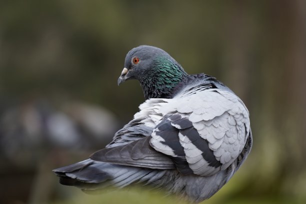 preen