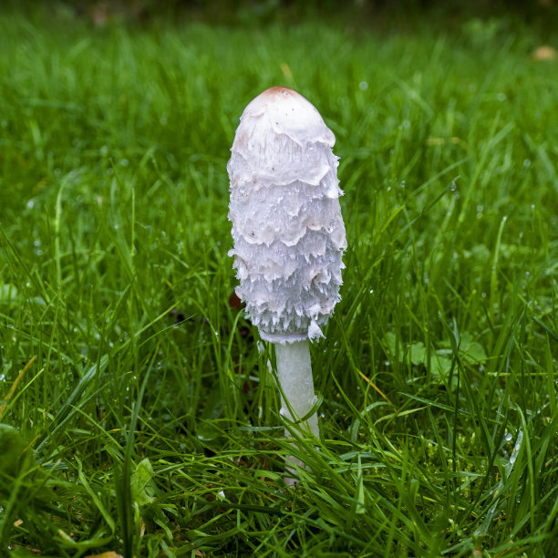 coprinus