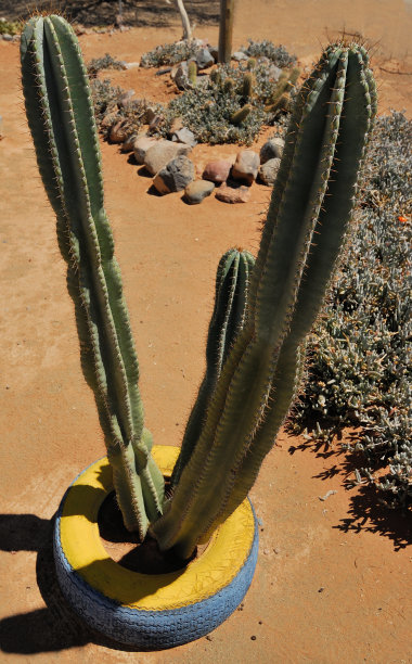 saguaro