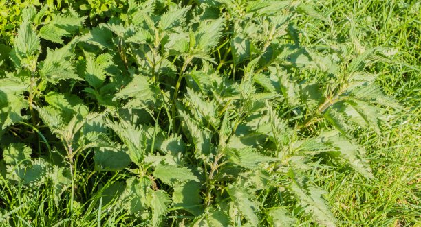 nettles
