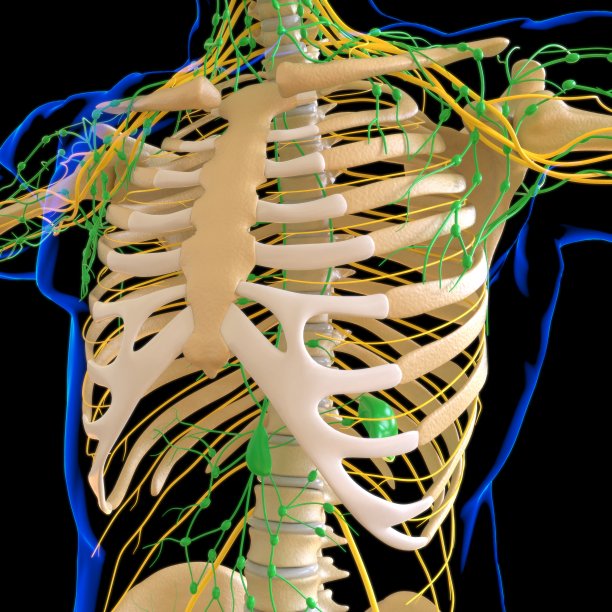 thymus