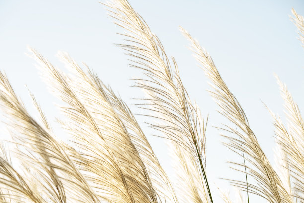reed
