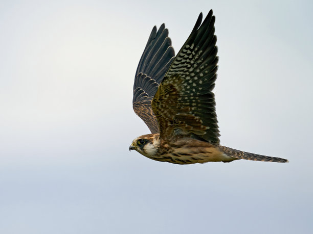 falcon