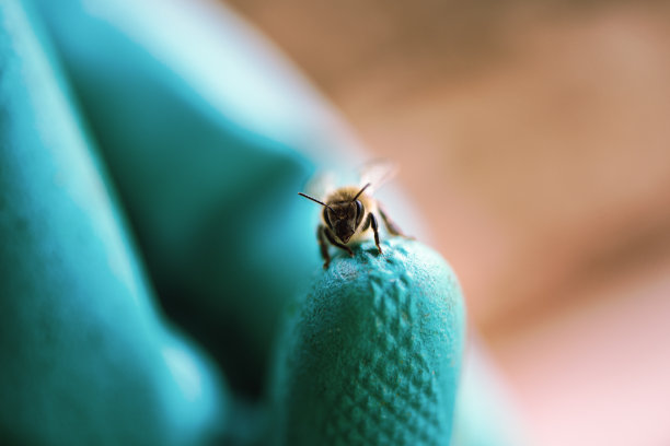 beekeeper