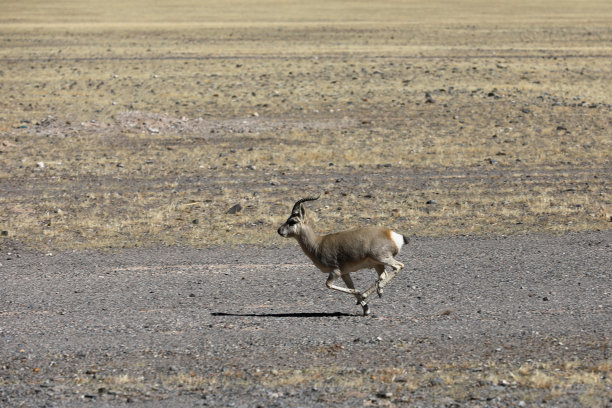 antelope