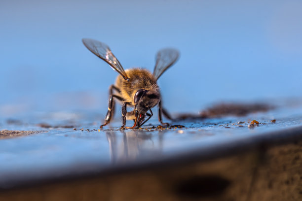 beekeeper