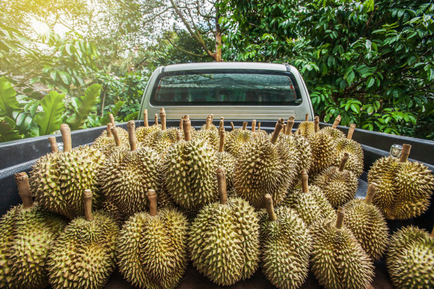 durian