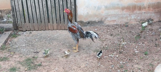 cock