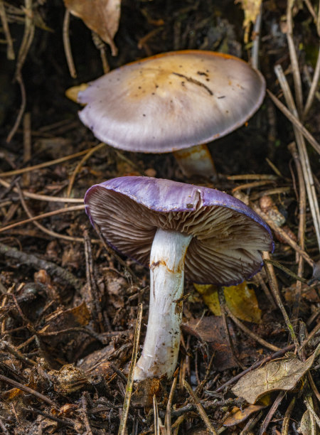 cortinarius