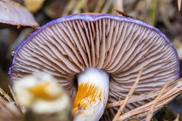 cortinarius
