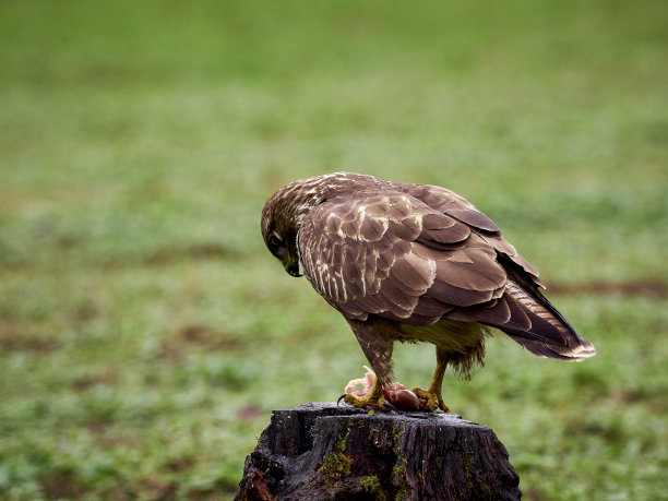 buzzard