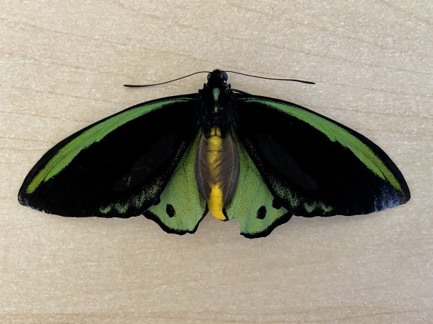 ornithoptera