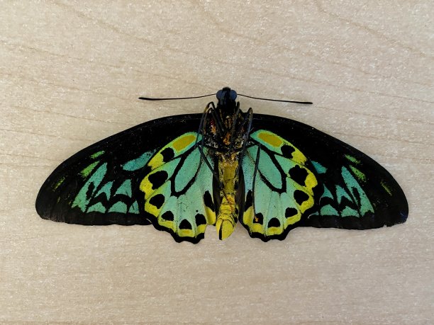 ornithoptera