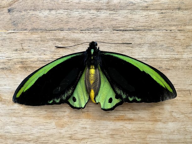 ornithoptera