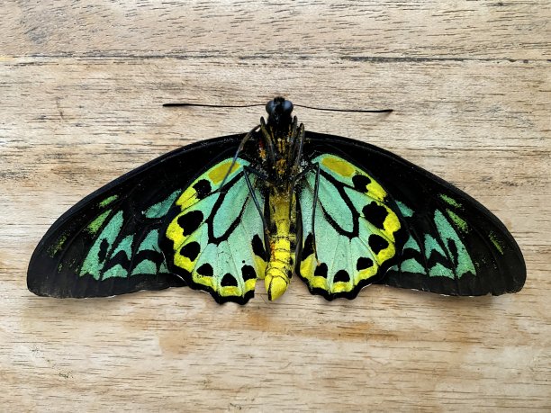 ornithoptera