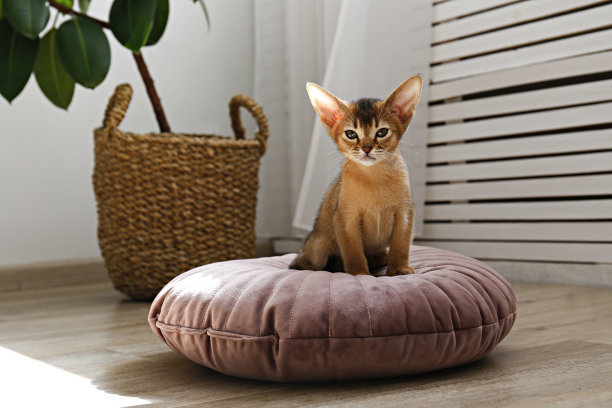 cushion