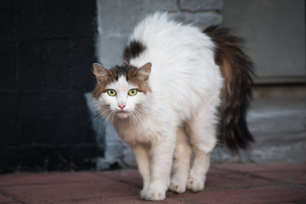 stray