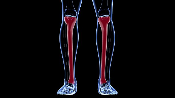 tibia