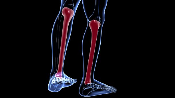 tibia
