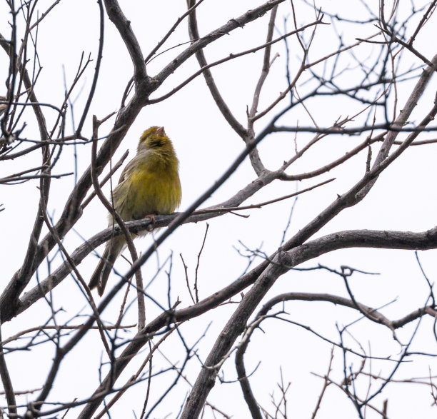 canary