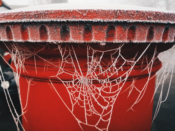 红web