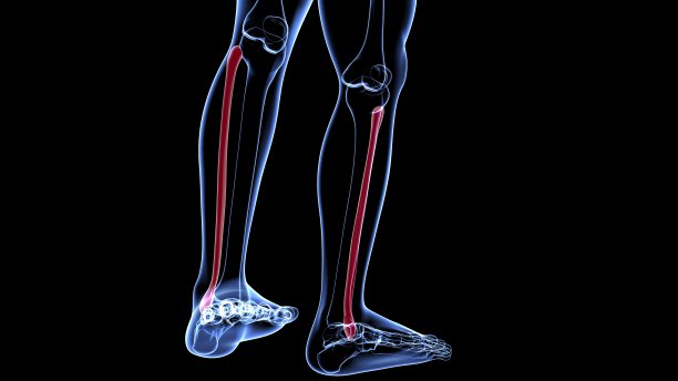 tibia